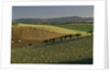 Sheep Grazing in Agricultural Fields in Northumberland by Anonymous