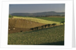 Sheep Grazing in Agricultural Fields in Northumberland by Anonymous