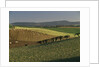 Sheep Grazing in Agricultural Fields in Northumberland by Anonymous