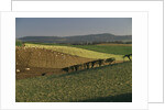Sheep Grazing in Agricultural Fields in Northumberland by Anonymous