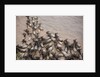 Wildebeest Migration, Masai Mara Game Reserve, Kenya by Anonymous