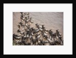 Wildebeest Migration, Masai Mara Game Reserve, Kenya by Anonymous