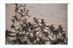 Wildebeest Migration, Masai Mara Game Reserve, Kenya by Anonymous