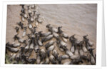 Wildebeest Migration, Masai Mara Game Reserve, Kenya by Anonymous