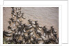 Wildebeest Migration, Masai Mara Game Reserve, Kenya by Anonymous