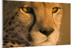 Cheetah, Masai Mara Game Reserve, Kenya by Anonymous