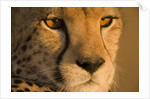 Cheetah, Masai Mara Game Reserve, Kenya by Anonymous