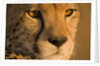 Cheetah, Masai Mara Game Reserve, Kenya by Anonymous