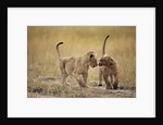Lion Cubs, Masai Mara Game Reserve, Kenya by Anonymous