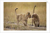 Lion Cubs, Masai Mara Game Reserve, Kenya by Anonymous