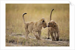 Lion Cubs, Masai Mara Game Reserve, Kenya by Anonymous