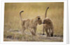 Lion Cubs, Masai Mara Game Reserve, Kenya by Anonymous