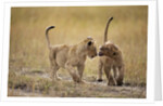 Lion Cubs, Masai Mara Game Reserve, Kenya by Anonymous