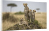 Cheetah and cubs, Masai Mara Game Reserve, Kenya by Anonymous