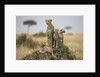 Cheetah and cubs, Masai Mara Game Reserve, Kenya by Anonymous