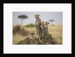 Cheetah and cubs, Masai Mara Game Reserve, Kenya by Anonymous
