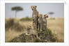 Cheetah and cubs, Masai Mara Game Reserve, Kenya by Anonymous
