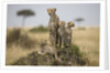 Cheetah and cubs, Masai Mara Game Reserve, Kenya by Anonymous