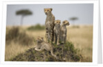 Cheetah and cubs, Masai Mara Game Reserve, Kenya by Anonymous