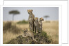 Cheetah and cubs, Masai Mara Game Reserve, Kenya by Anonymous
