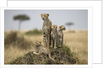 Cheetah and cubs, Masai Mara Game Reserve, Kenya by Anonymous