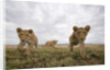 Lion Cubs in Masai Mara Game Reserve, Kenya by Anonymous