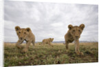 Lion Cubs in Masai Mara Game Reserve, Kenya by Anonymous