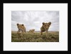 Lion Cubs in Masai Mara Game Reserve, Kenya by Anonymous