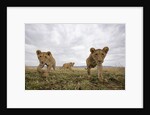 Lion Cubs in Masai Mara Game Reserve, Kenya by Anonymous