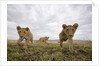 Lion Cubs in Masai Mara Game Reserve, Kenya by Anonymous
