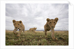 Lion Cubs in Masai Mara Game Reserve, Kenya by Anonymous