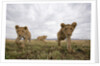 Lion Cubs in Masai Mara Game Reserve, Kenya by Anonymous