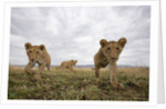 Lion Cubs in Masai Mara Game Reserve, Kenya by Anonymous