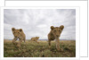 Lion Cubs in Masai Mara Game Reserve, Kenya by Anonymous