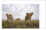 Lion Cubs in Masai Mara Game Reserve, Kenya by Anonymous