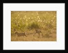 Lion Cubs in Rain, Masai Mara Game Reserve, Kenya by Anonymous