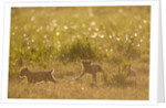 Lion Cubs in Rain, Masai Mara Game Reserve, Kenya by Anonymous