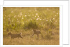 Lion Cubs in Rain, Masai Mara Game Reserve, Kenya by Anonymous