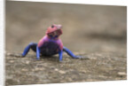 Red Headed Agama Lizard in Serengeti National Park, Tanzania by Anonymous