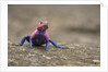 Red Headed Agama Lizard in Serengeti National Park, Tanzania by Anonymous