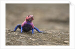 Red Headed Agama Lizard in Serengeti National Park, Tanzania by Anonymous