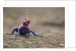 Red Headed Agama Lizard in Serengeti National Park, Tanzania by Anonymous