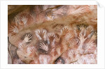 Cave of Hands in Patagonia, Argentina by Anonymous