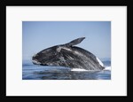 Southern Right Whale off Peninsula Valdes, Patagonia by Anonymous