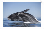 Southern Right Whale off Peninsula Valdes, Patagonia by Anonymous