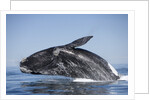Southern Right Whale off Peninsula Valdes, Patagonia by Anonymous