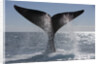 Southern Right Whale off Peninsula Valdes, Patagonia by Anonymous
