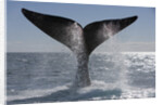 Southern Right Whale off Peninsula Valdes, Patagonia by Anonymous
