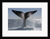 Southern Right Whale off Peninsula Valdes, Patagonia by Anonymous