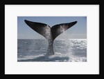 Southern Right Whale off Peninsula Valdes, Patagonia by Anonymous